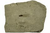 Seed Fossil - Green River Formation, Utah #215564-1
